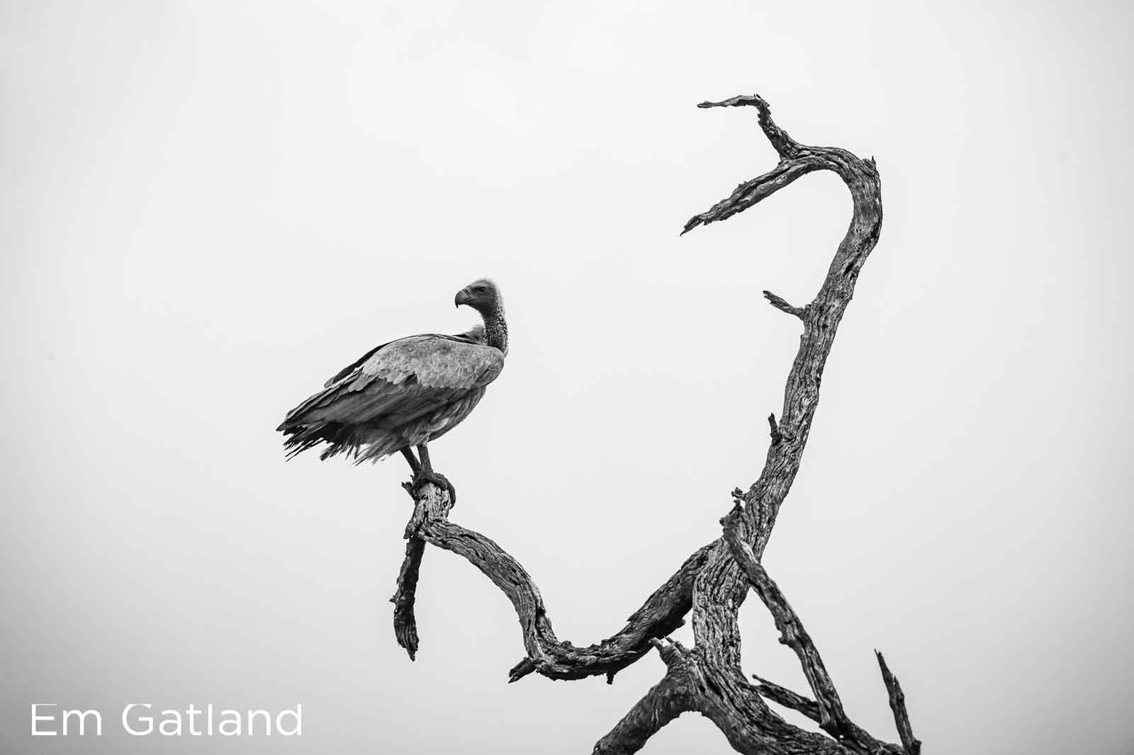 Vultures Em Gatland