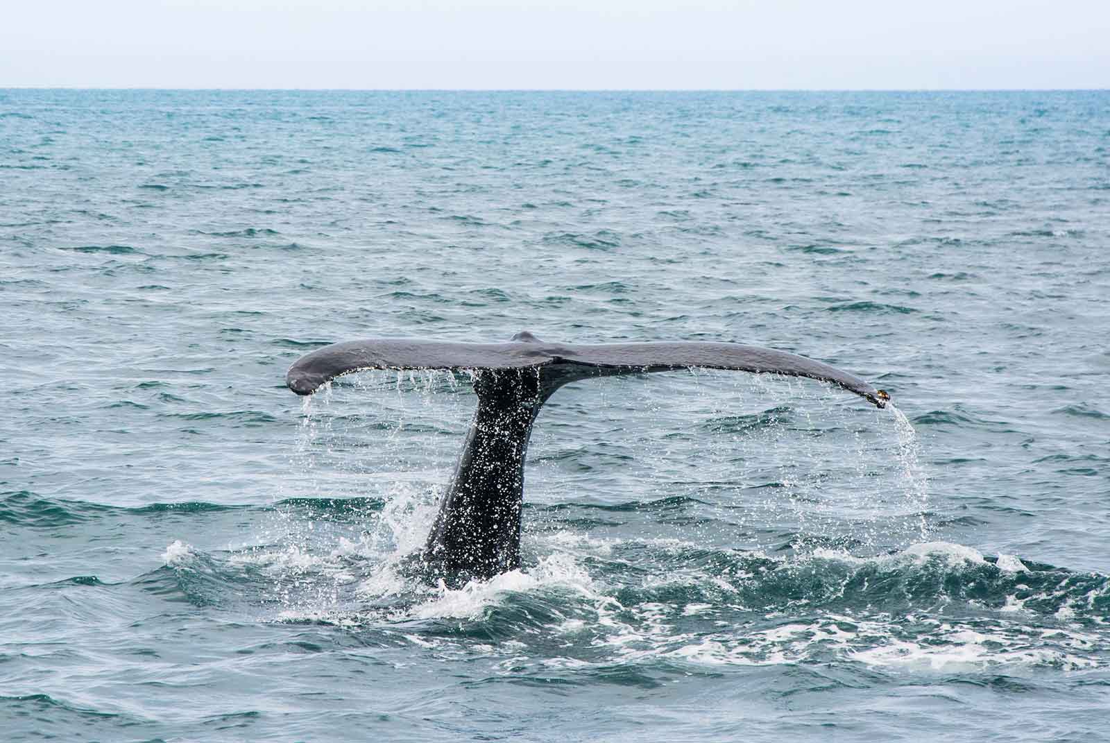 Humpback Whale Mozambique