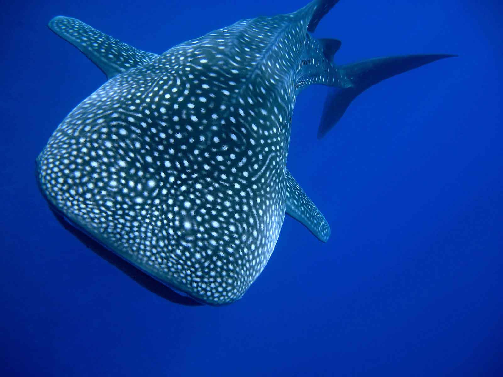 Whale Shark Mozambique