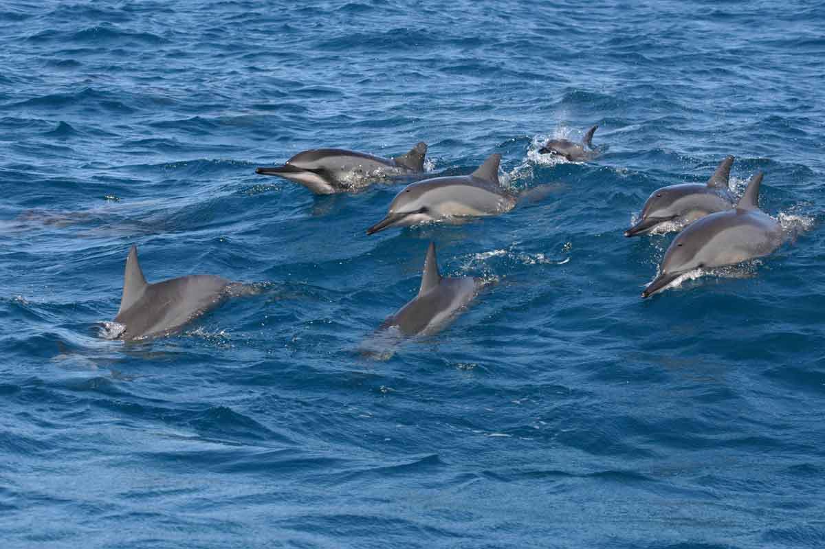 Aliwal Shoal Dolphins Dive