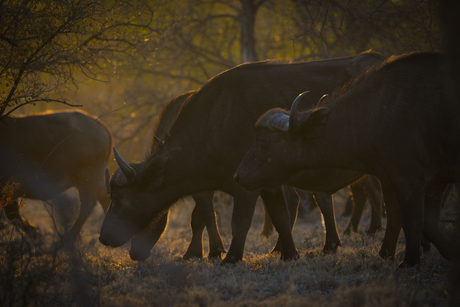 Big Five On Safari - Buffalo