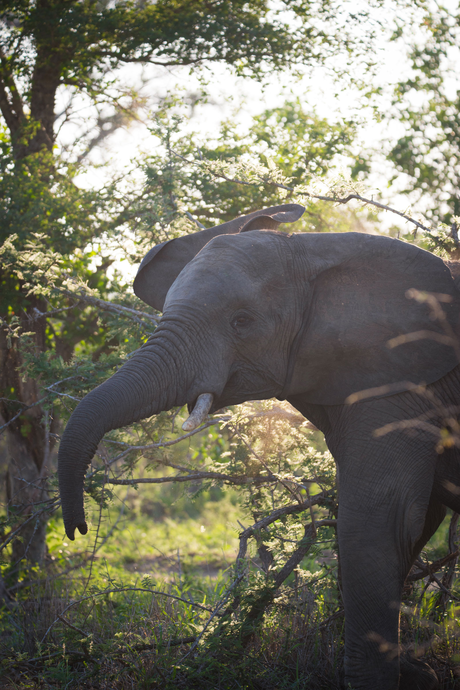 Big Five On Safari Elephant