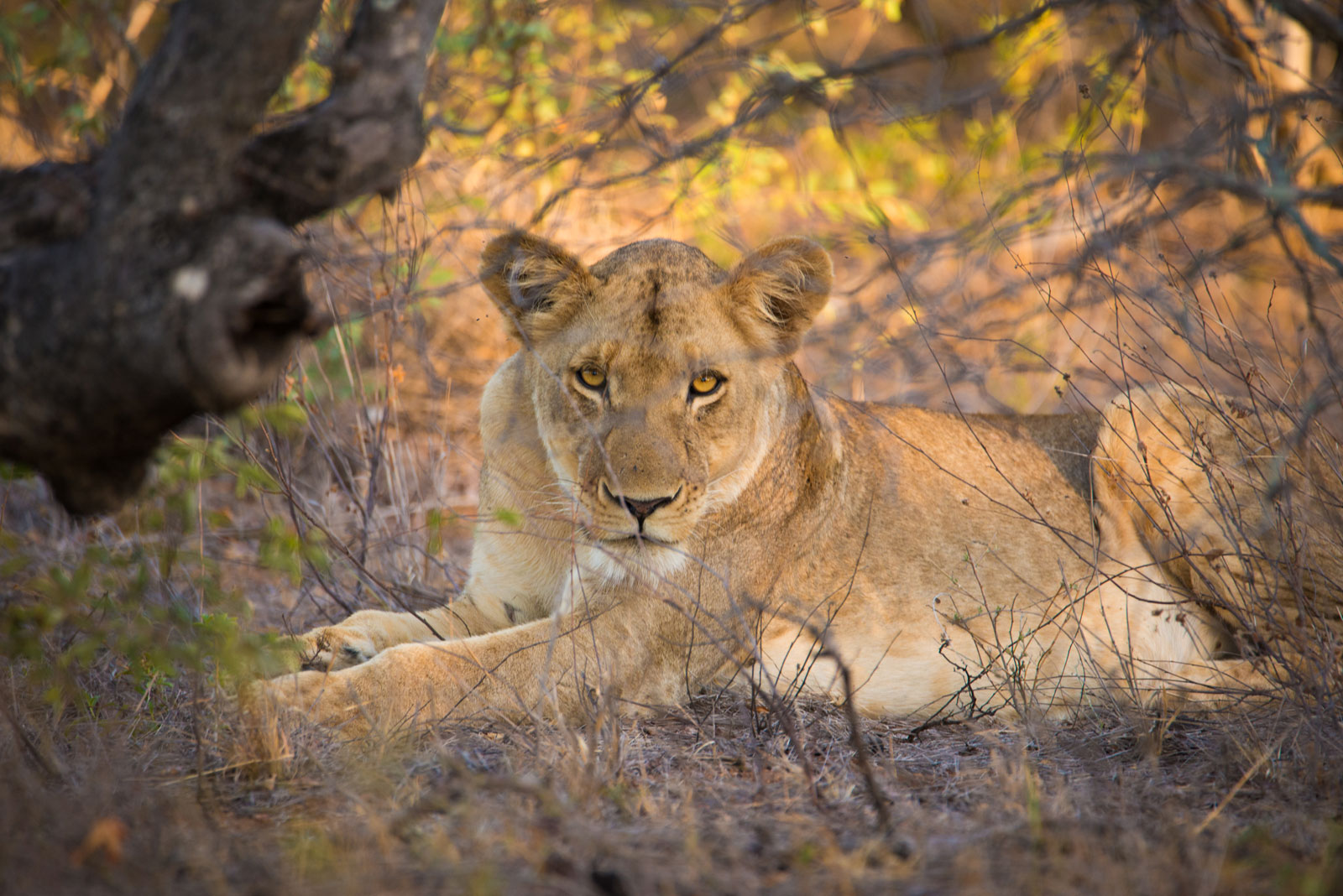 Big Five On Safari - Lion