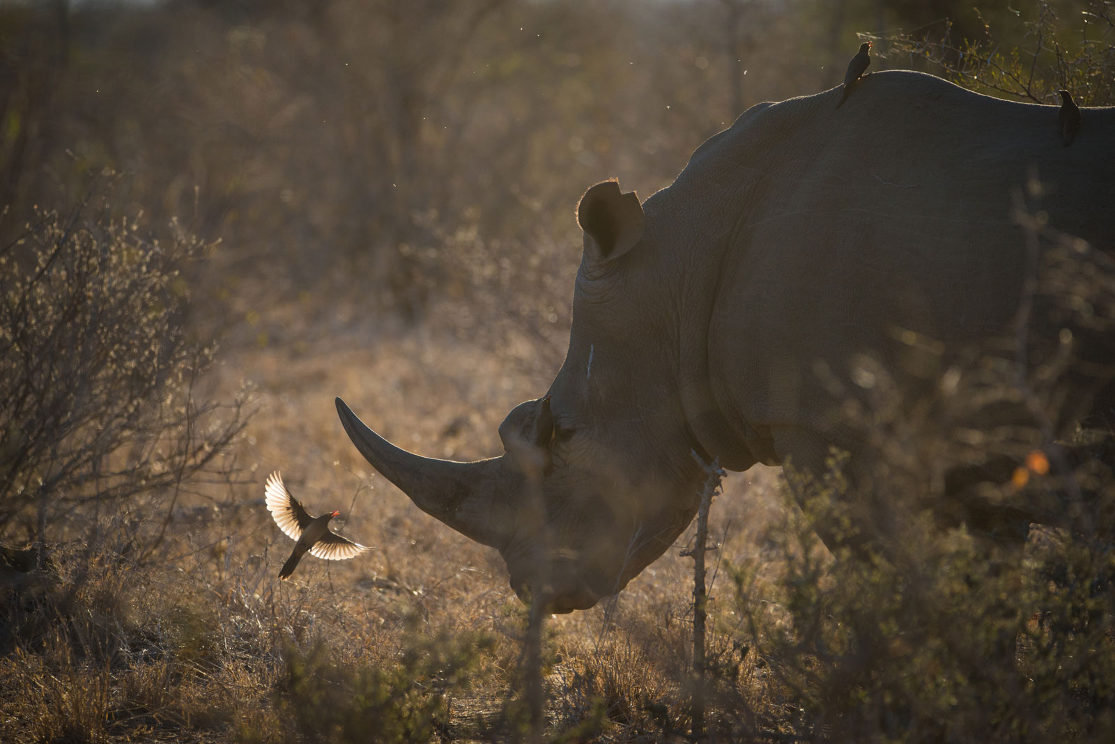 Big Five On Safari Rhino