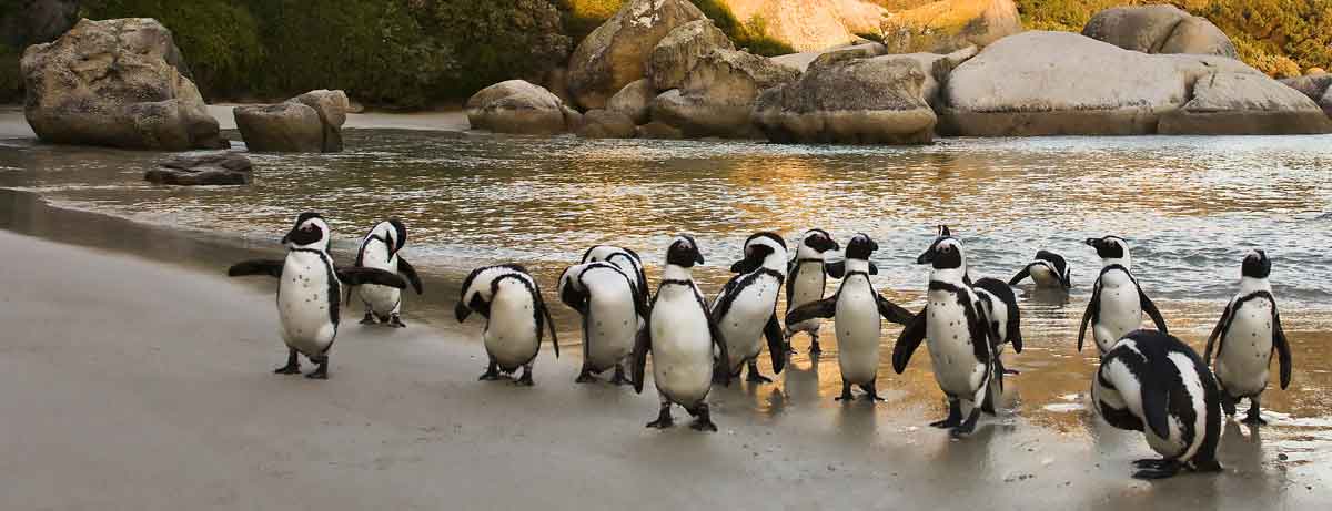 Boulders Beach Penguins