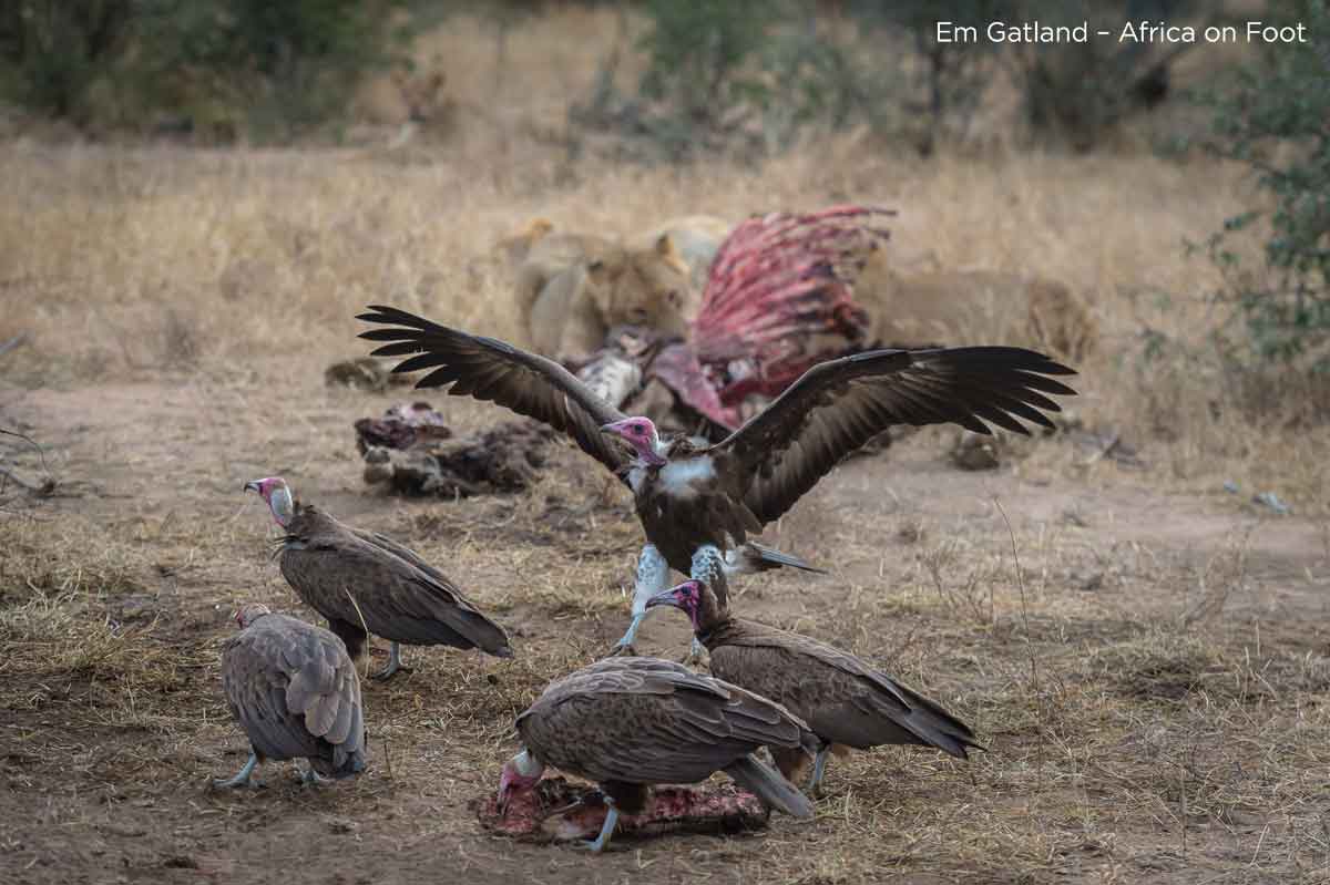 Hooded Vulture at Carcass