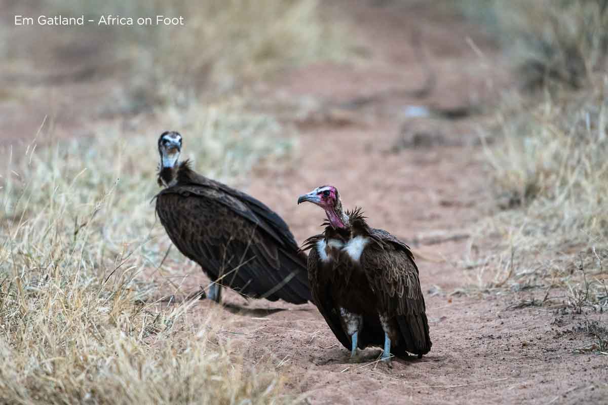 Hooded Vulture in Kruger