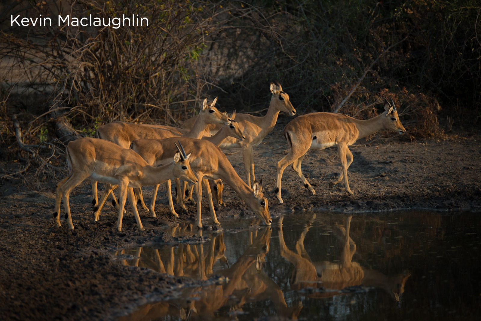 Impala at watering hole by Kevin Maclaughlin 