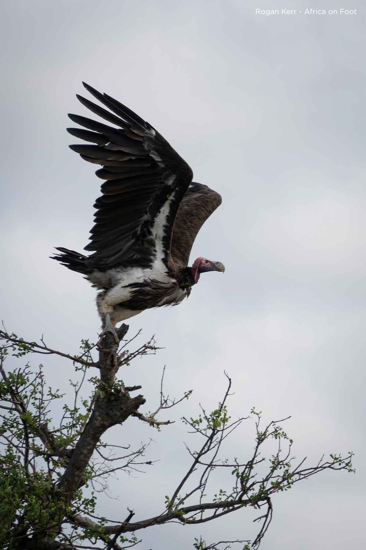 Lapped-Faced Vulture