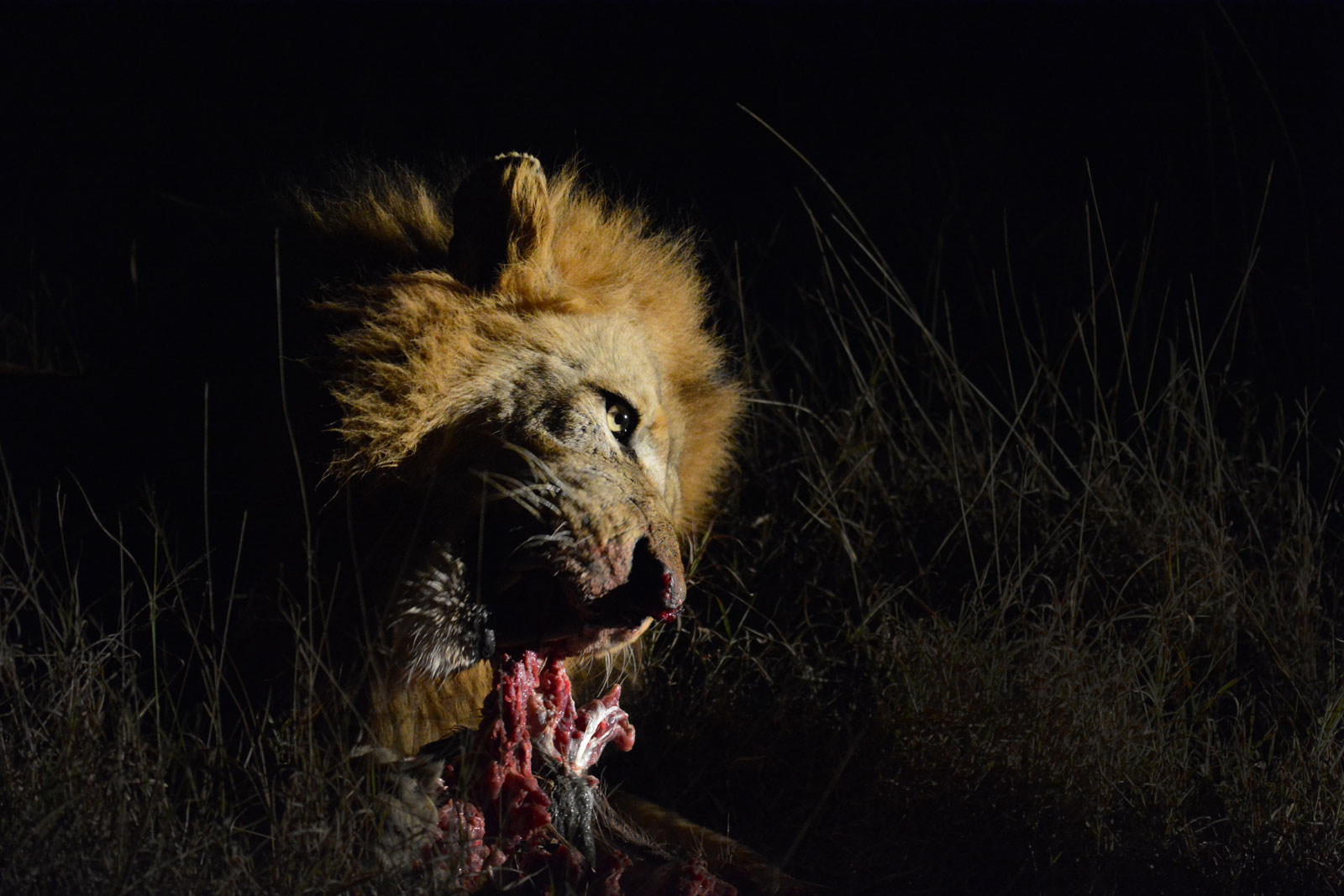 Lion on Kill - Kevin MacLaughlin