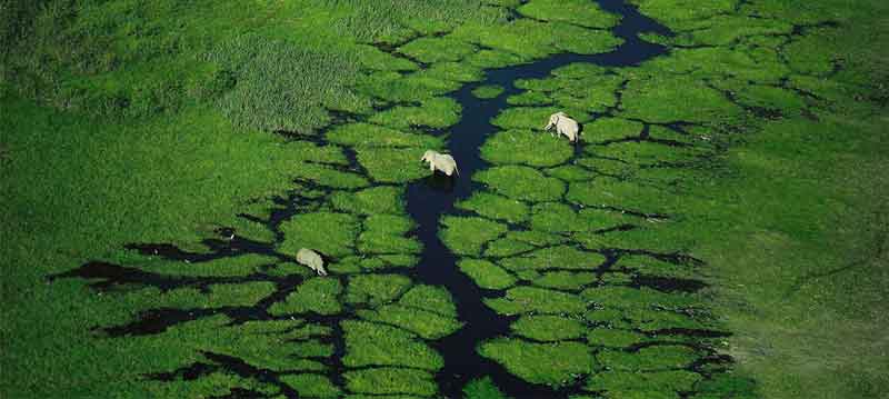 Meru National Park Elephants