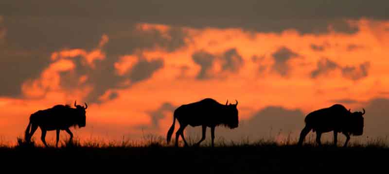 Meru Wildebeest at Sunset