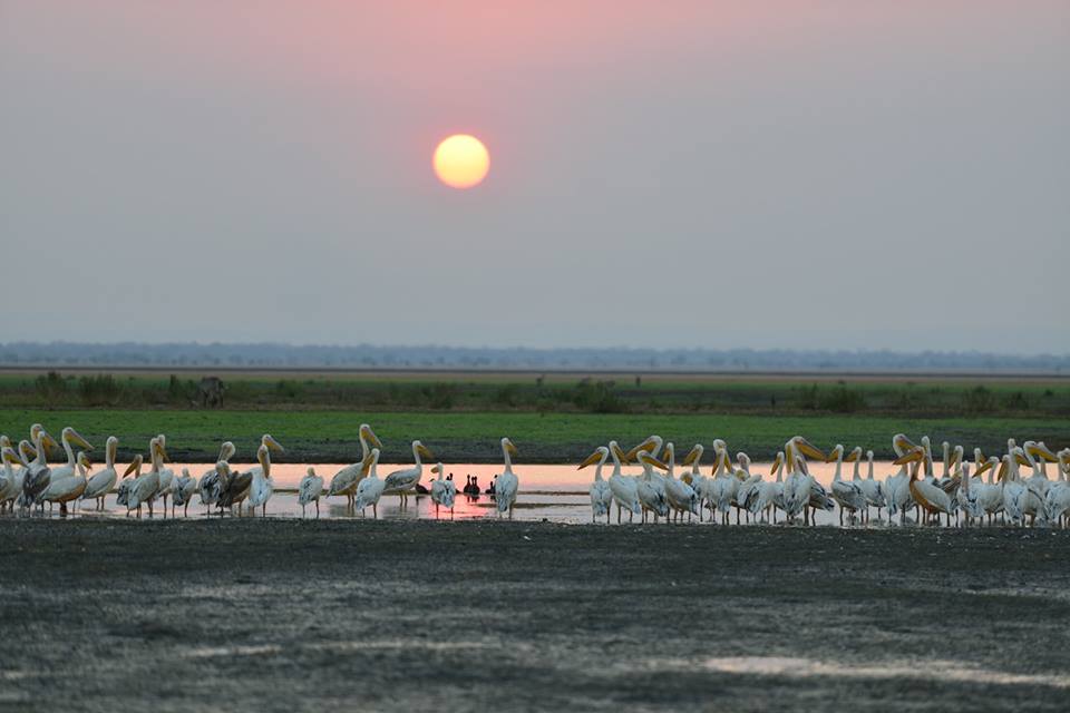 Pelicans and sunset Royal Gorongosa
