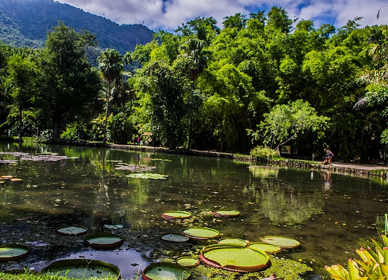 Tijuca National Park - 5 things to do in Rio de Janeiro