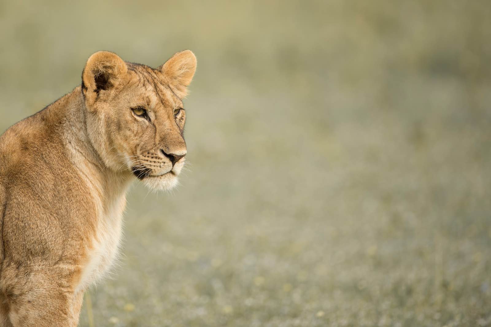 A lioness in Grumeti Reserve, part of the Serengeti-Mara ecosystem