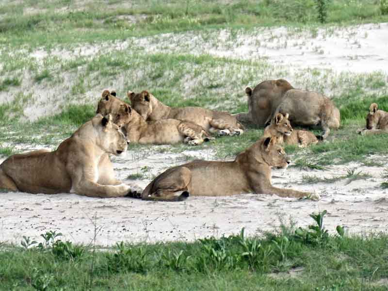 Botswana Lion Prides