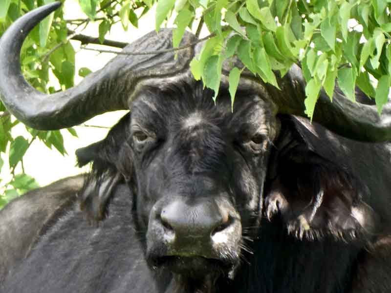 Buffalo Botswana