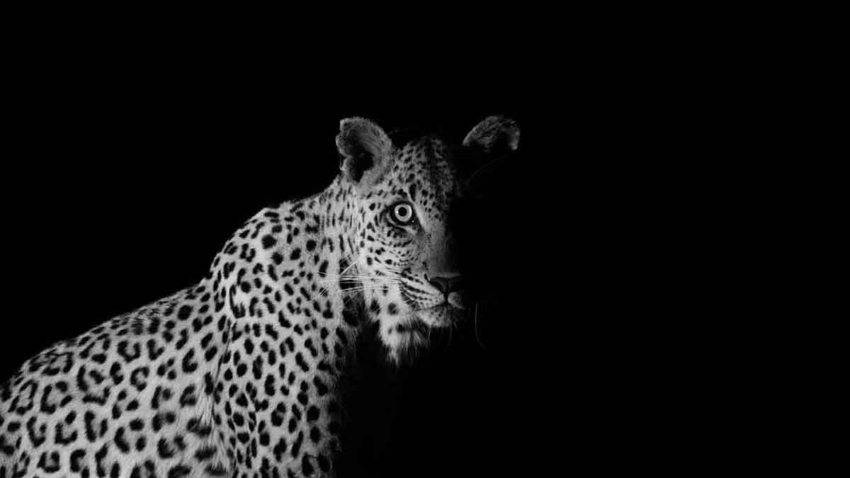Leopard - Kevin MacLaughlin