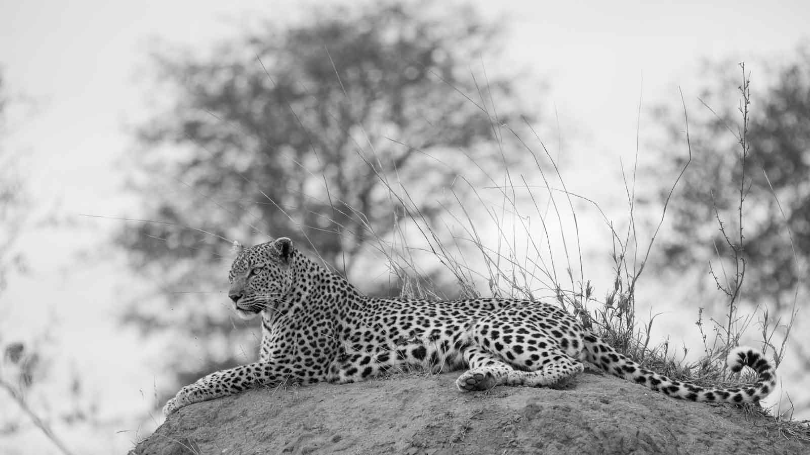 Leopard on Termite Mound -Kevin Maclaughlin