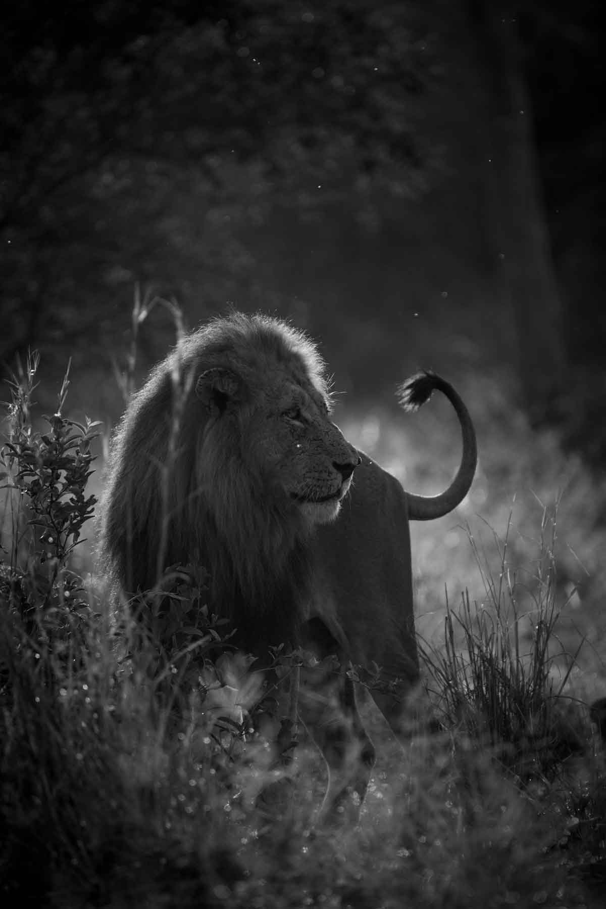 Lion Male - Kevin MacLaughlin