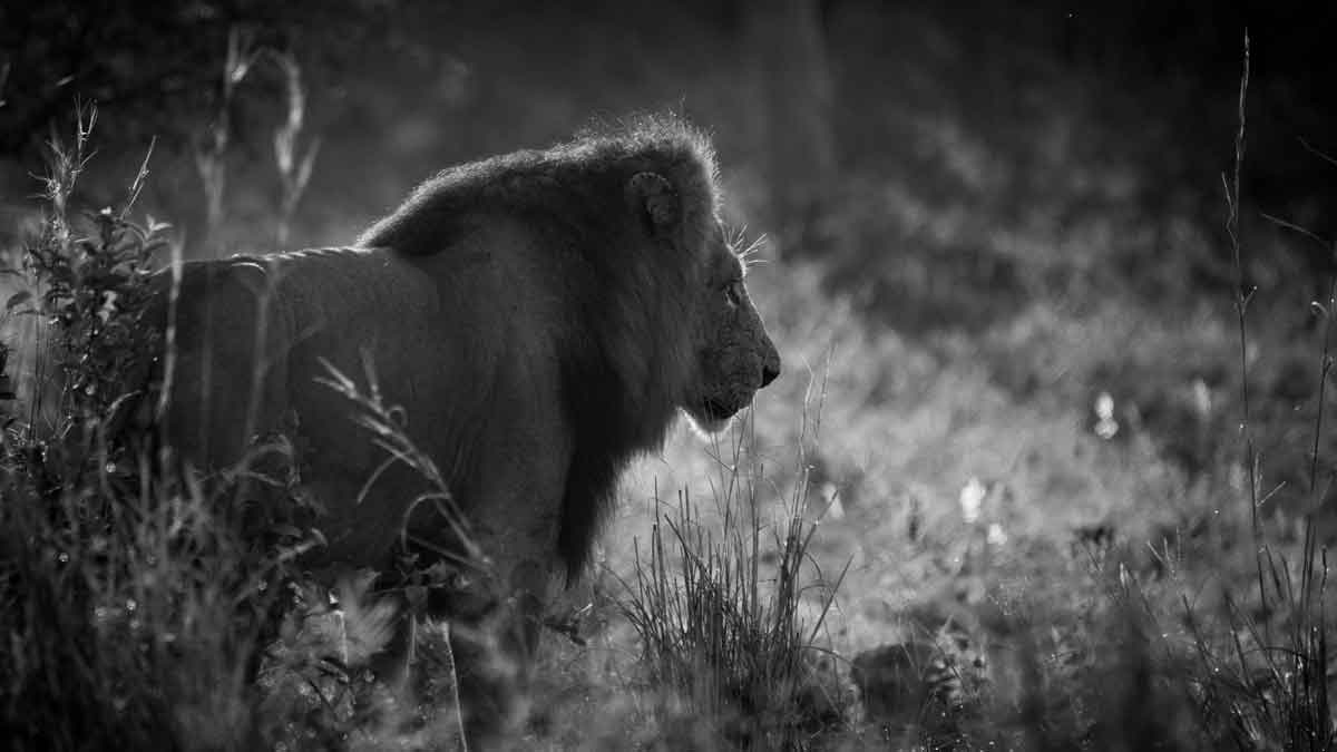 Kruger Lions - Kevin MacLaughlin
