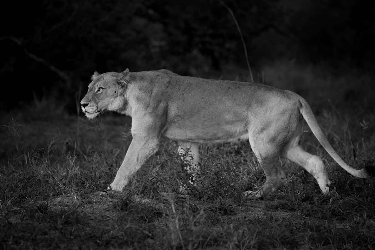 Lioness Kevin MacLaughlin