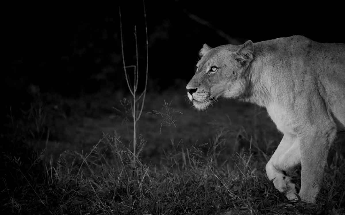 Lioness in the Darkness