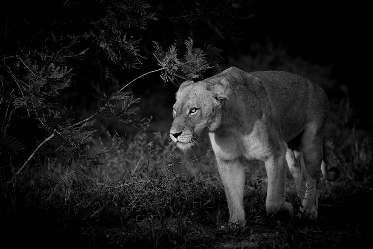 Lions in the Darkness