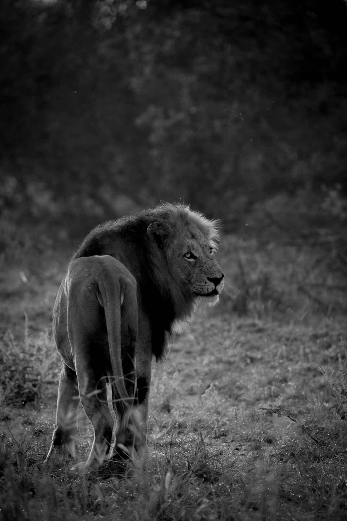 Male Lion in the Wild - Kevin MacLaughlin