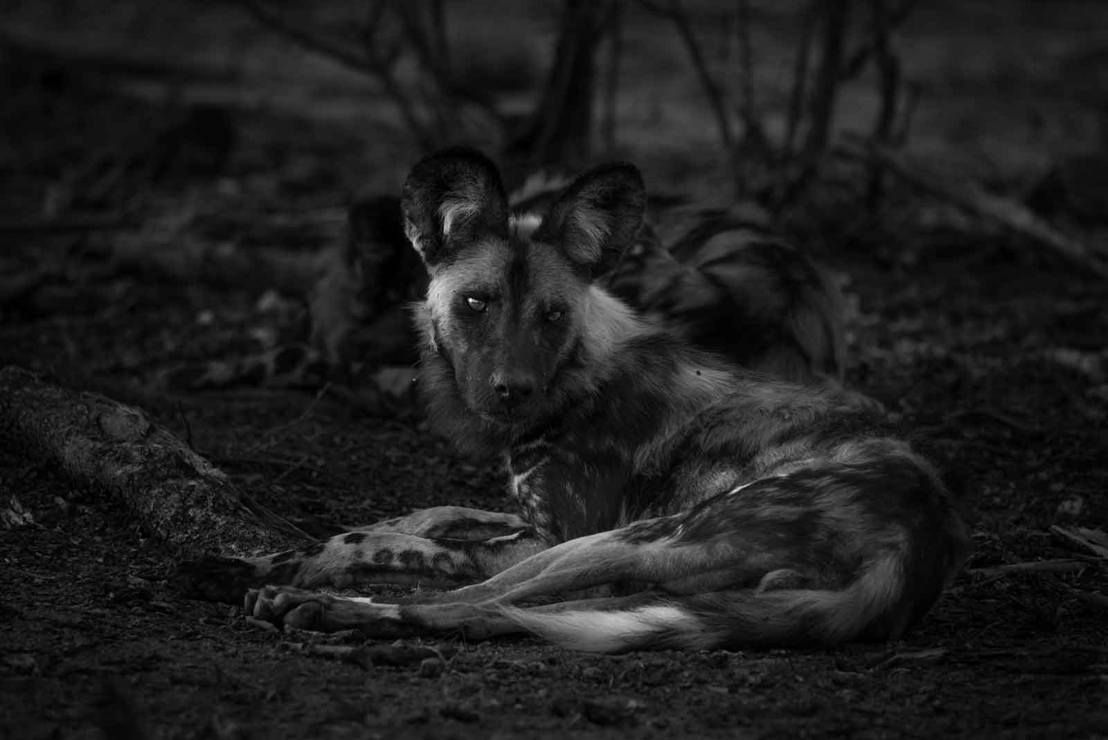 Wild Dogs - Kevin MacLaughlin