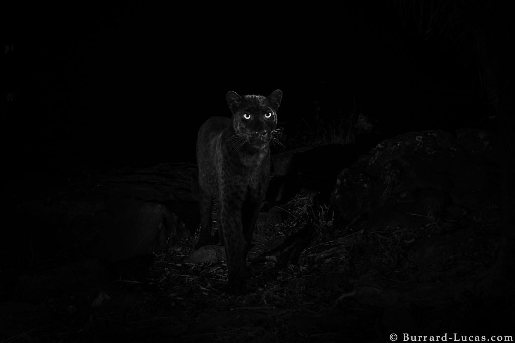 Black leopard Laikipia Wilderness Camp Kenya Will Burrard-Lucas