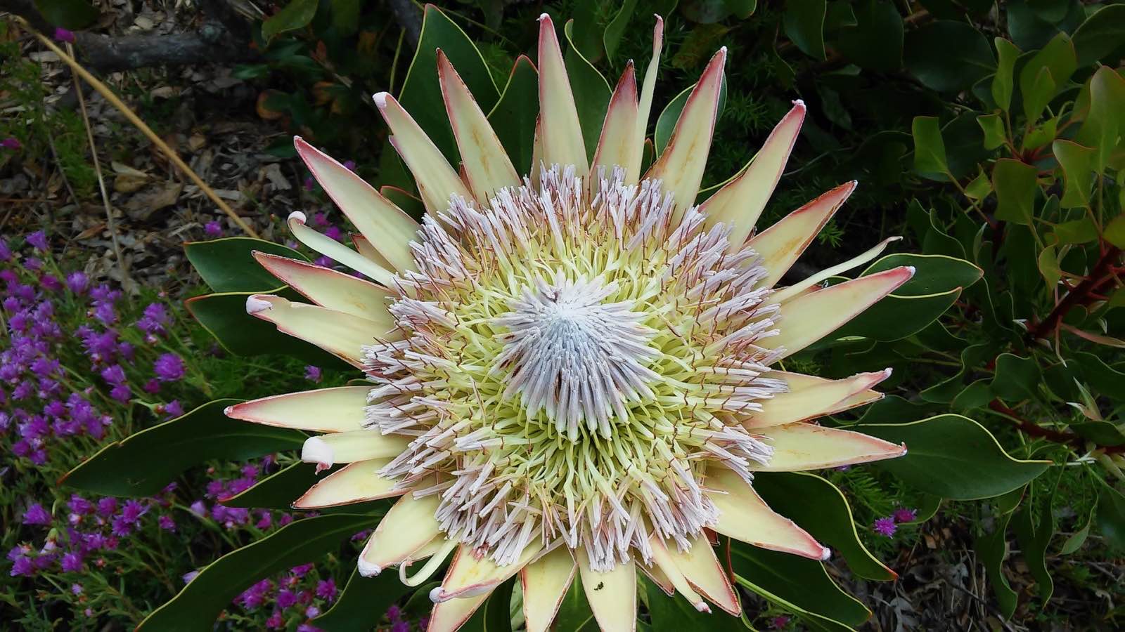 A king protea - South Africa's national flower