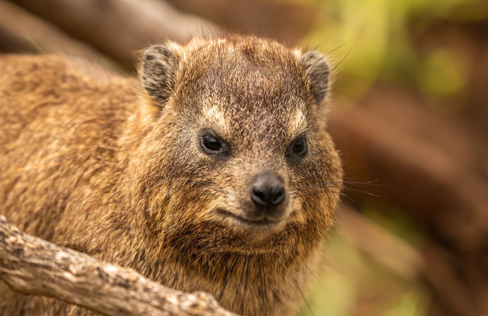 A rock hyrax, common species in Cape nature reserves and relative of the elephant