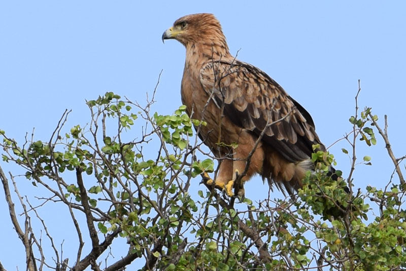 Bird of Prey - nThambo Tree Camp