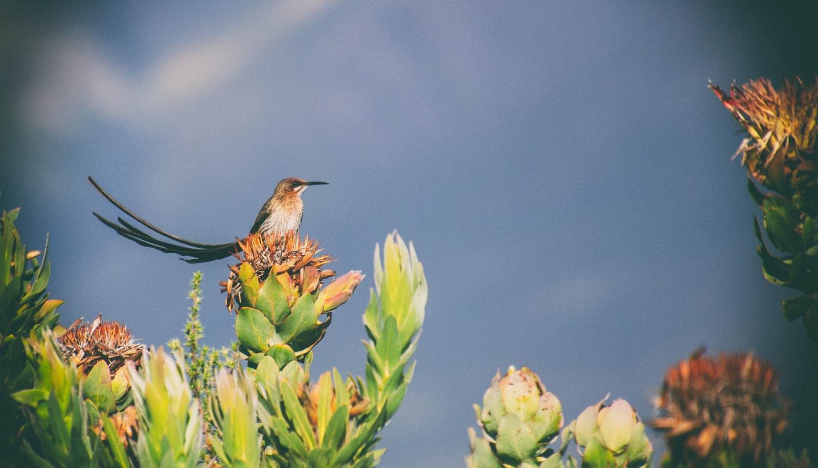 Cape sugar bird in the fynbos vegetation