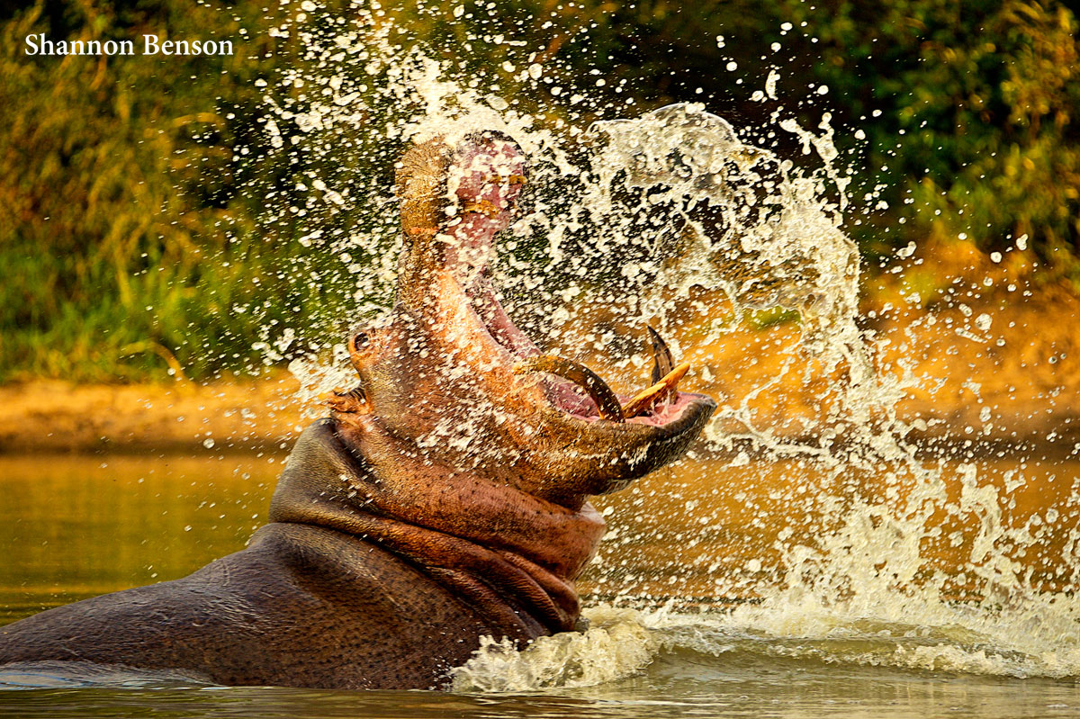 Hippo Guarding Waterhole
