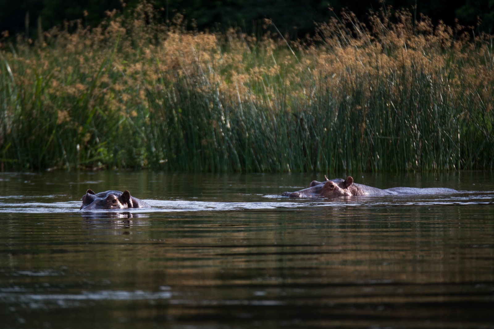 Hippos appear and disappear occasionally adding to the thrill of a Zambezi canoeing experience.