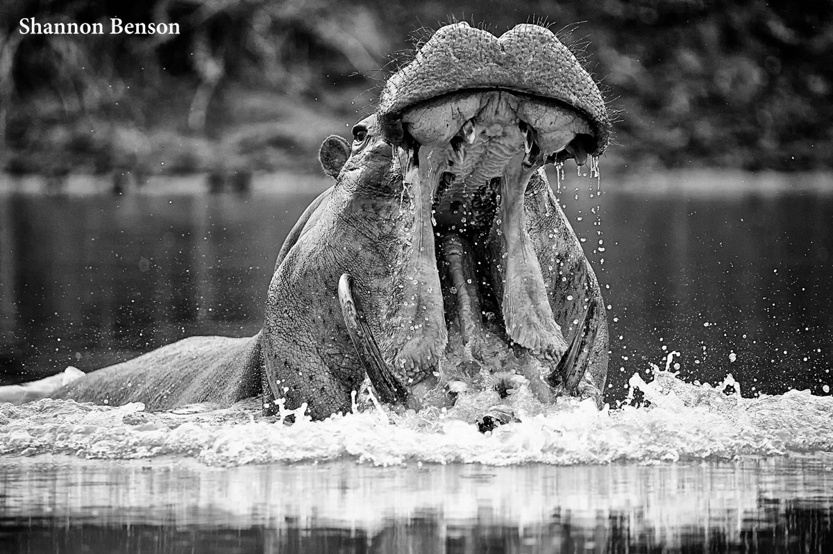 Spotting Hippos on Safari