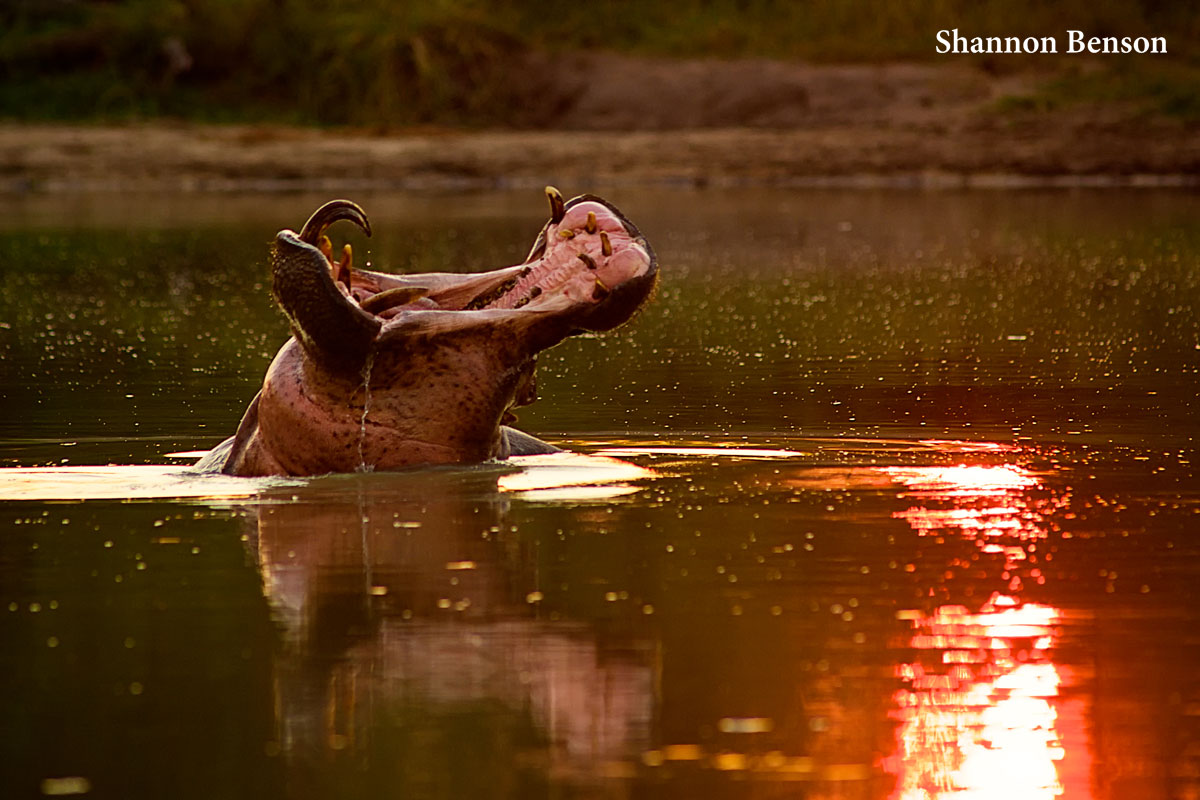 Hippos at a Waterhole