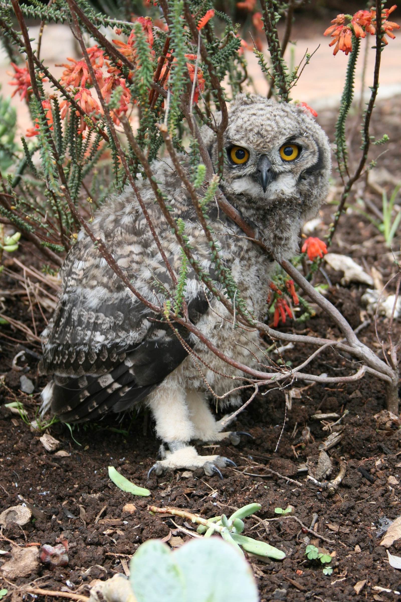 Juvenile Cape eagle owl