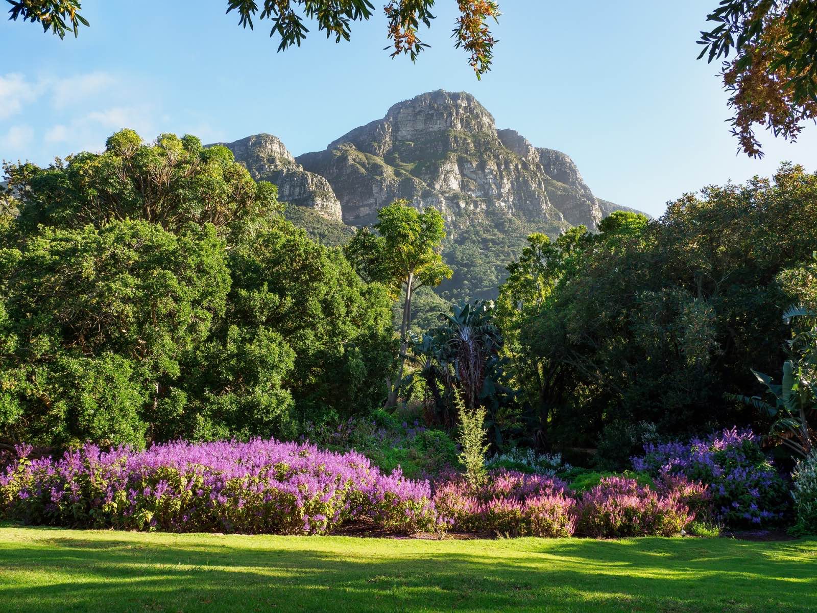 Kirstenbosch National Botanical Garden offering one of the best flower experiences in the world