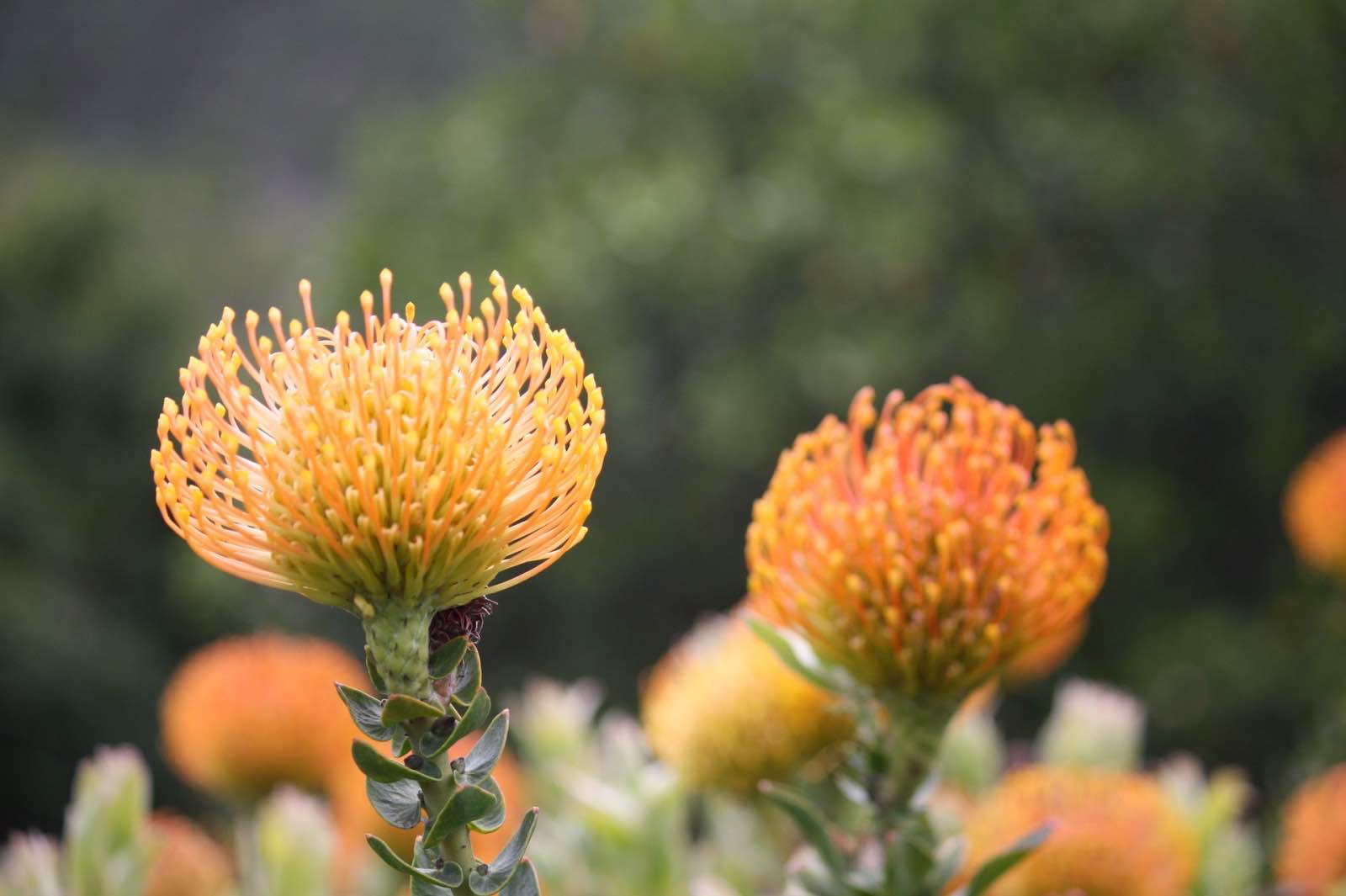 Pin cushions, part of the Cape fynbos kingdom