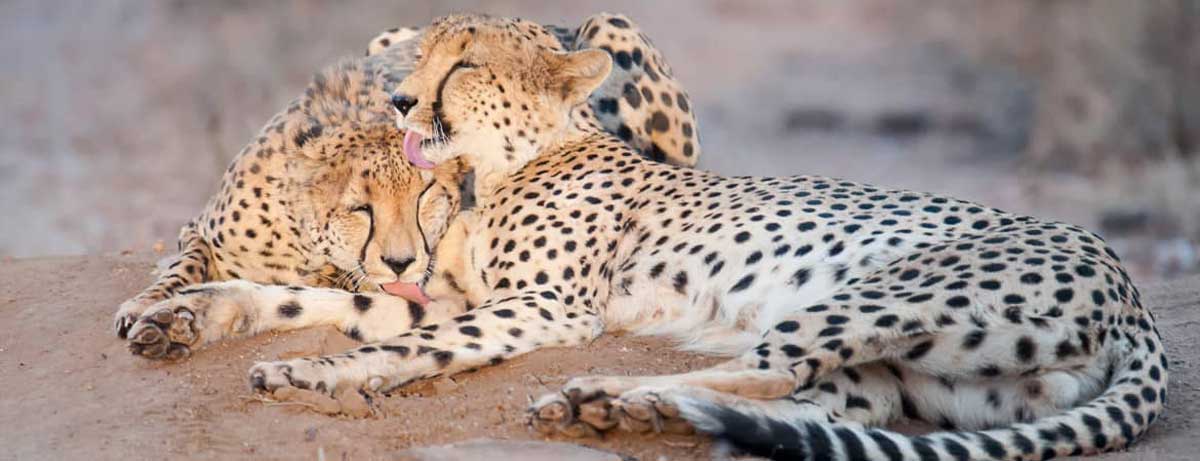 Pondoro Cheetah Sighting