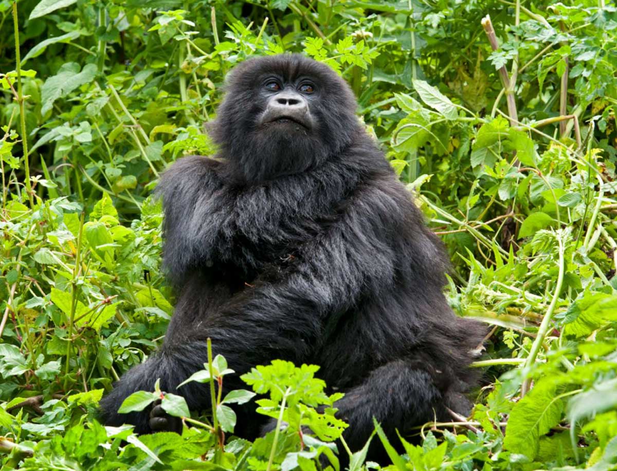 Rwanda Gorilla Trekking Singita