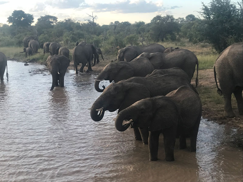 Elephants at nThambo Tree Camp