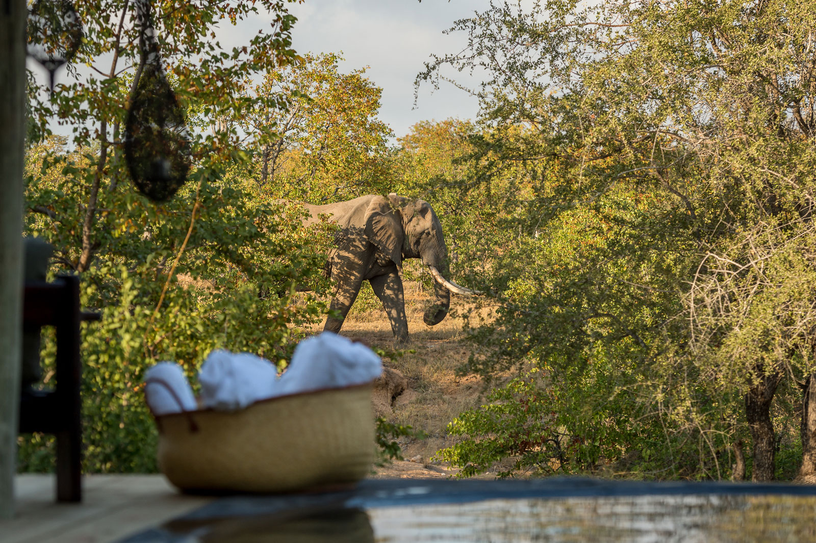 Elephant Walks Past Pool at Nsala