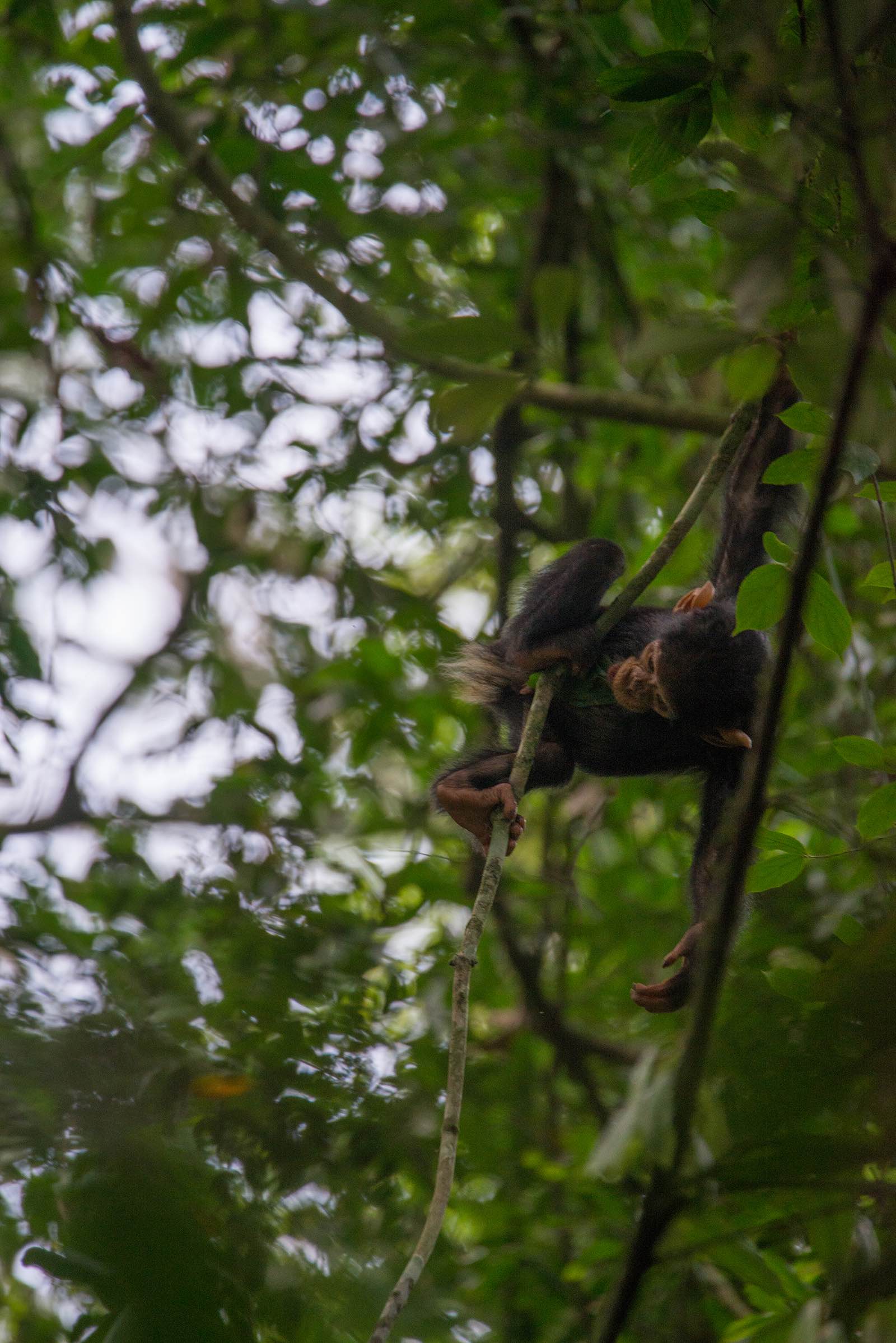 A baby chimpanzee swings through the trees in Kibale Forest