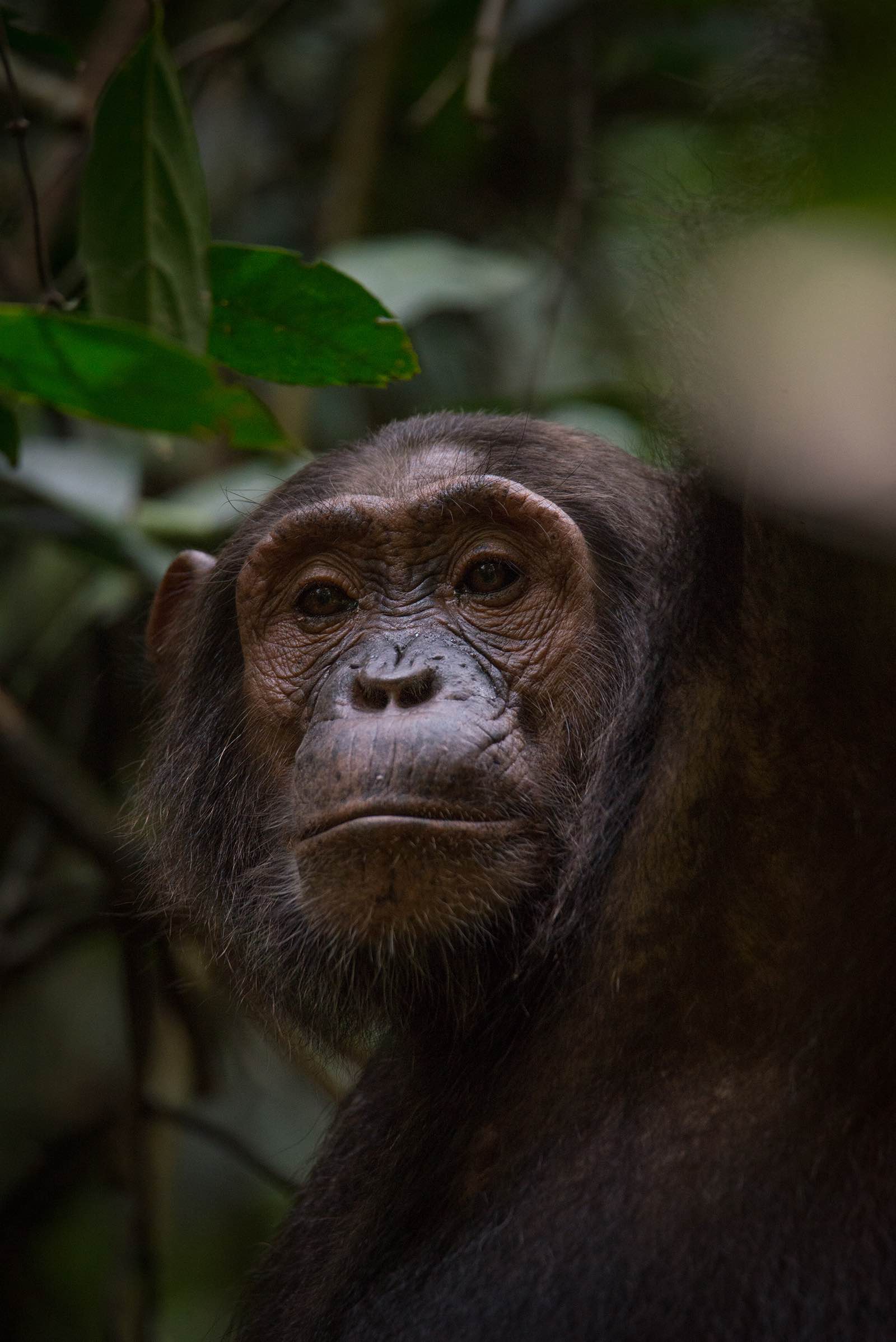 A female chimpanzee gazes down at us
