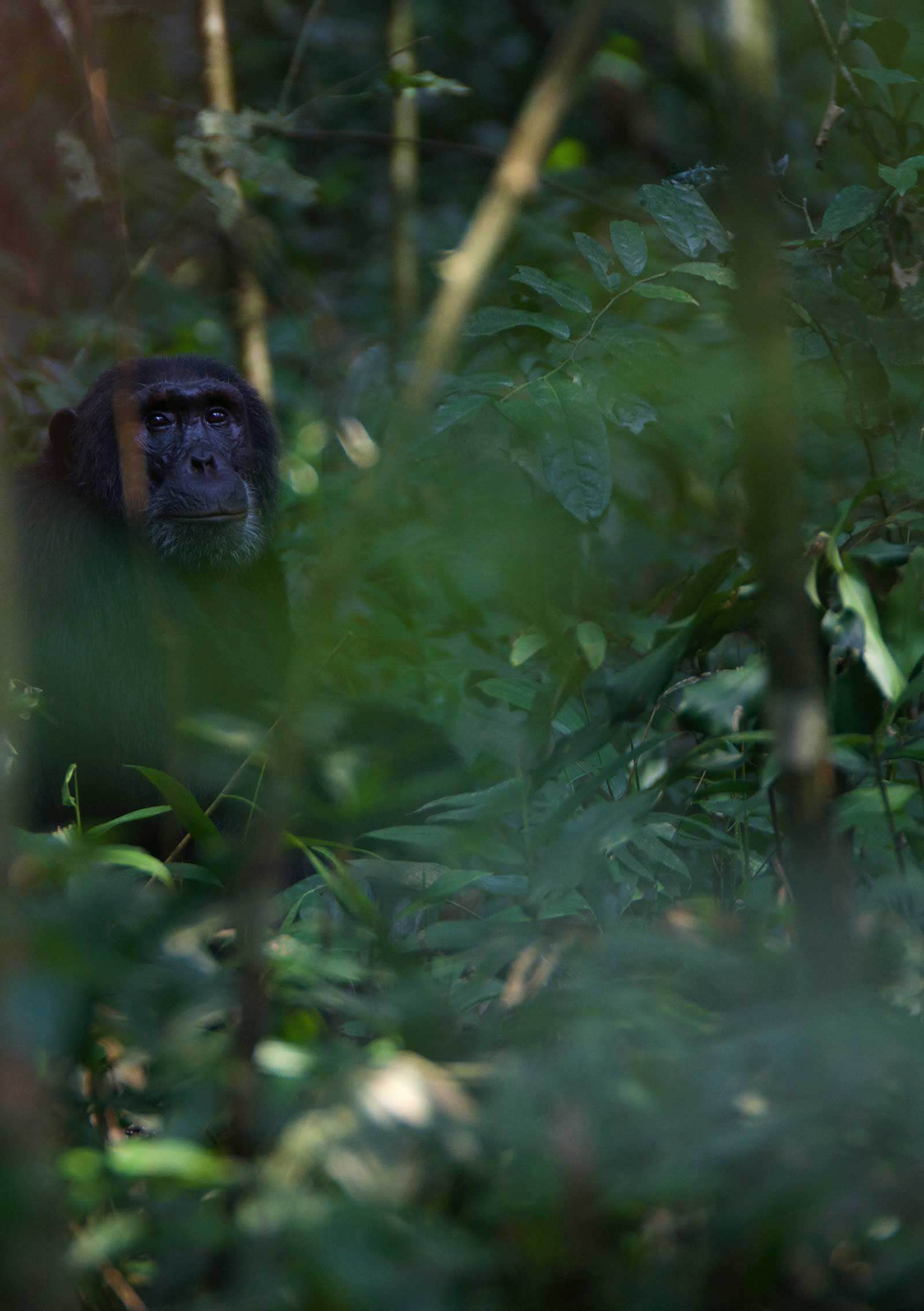 A flourishing forest environment is ideal for the chimpanzees, which is why these habitats need to be protected
