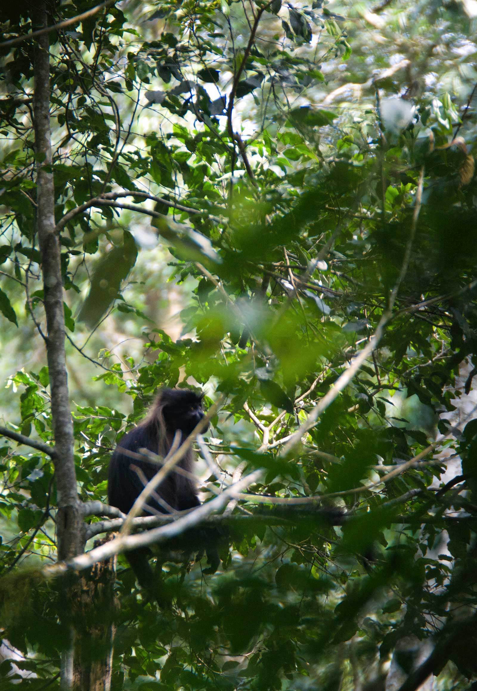A grey-cheeked mangabey spotted in Kibale Forest, sharing the environment with chimpanzees